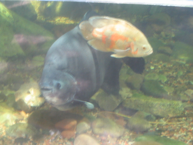 618x457 pixels (127K)